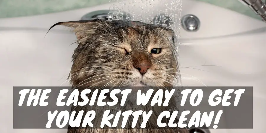 Way to Get Your Kitty Clean!