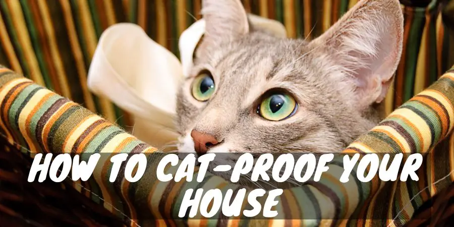 How to Cat-Proof Your House