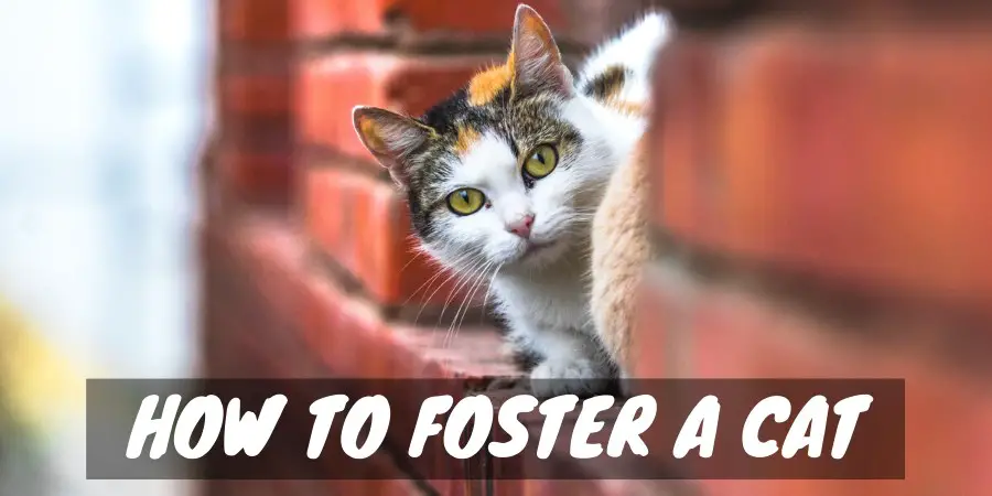 How to Foster a Cat