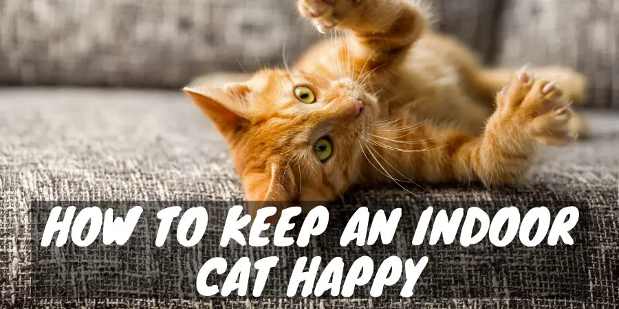Keep an Indoor Cat Happy