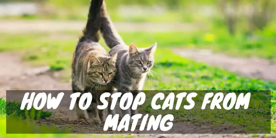 How to Stop Cats from Mating