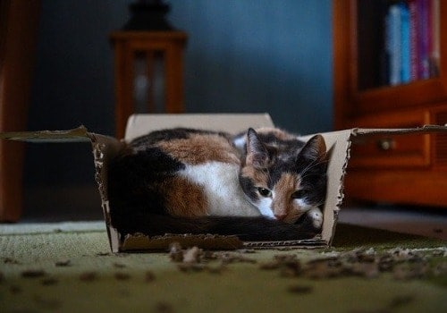 Hungry cat in the box