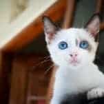 Cat breed - Japanese Bobtail