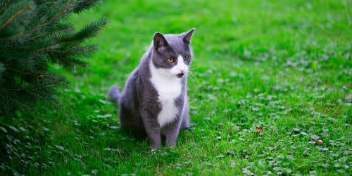 Keep grey cat from pooping in yard