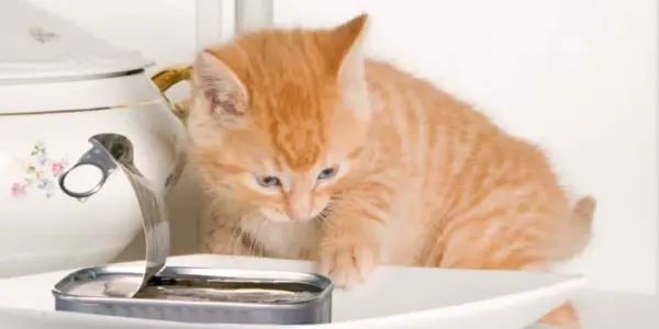 Kitten being served sardines