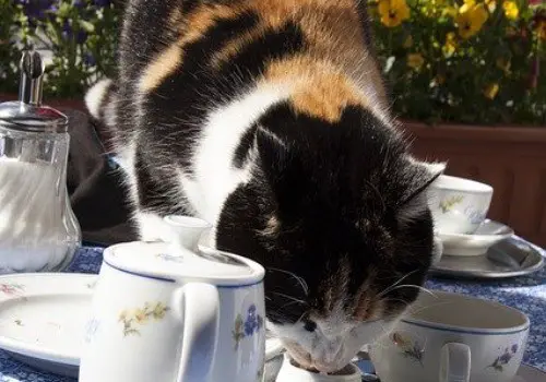 Kitten drinking milk from a dish - not good!