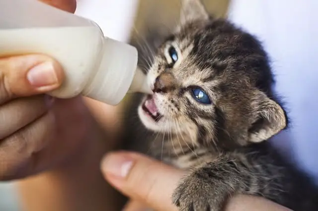 Kitten drinking milk from a bottle