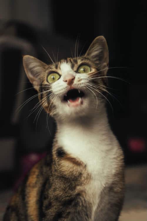 cat growling at new kitten