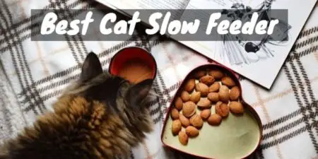 Cats slow feeder