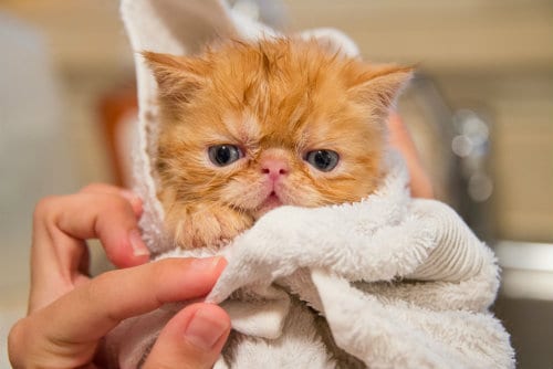 Kitten in woman hands