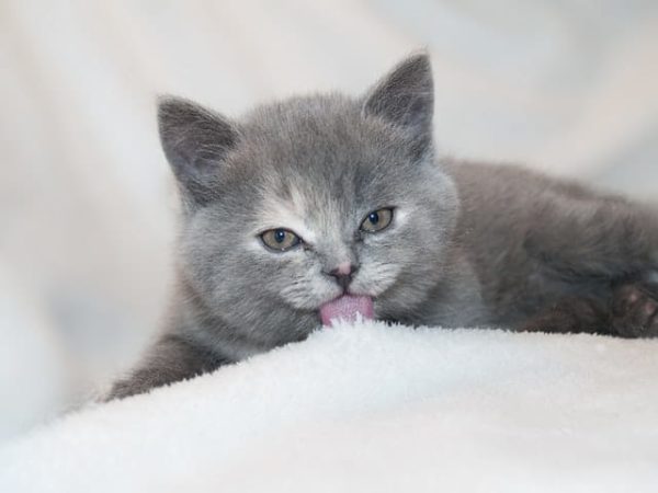 Kitten licking cloth