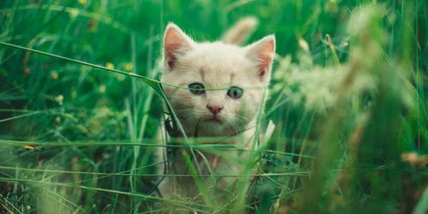 Kitten on green plants