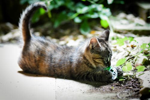 Kitten is playing with white and green ball