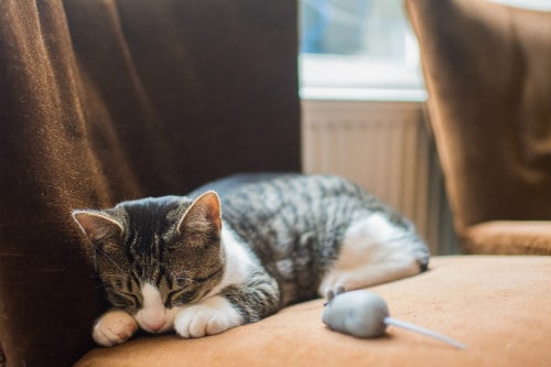  Urinprobleme: Wann fangen männliche Katzen an zu sprühen?