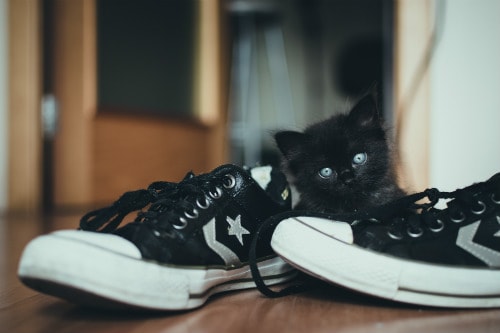 Feline Foot Fixations: Why Do Cats Like Shoes?