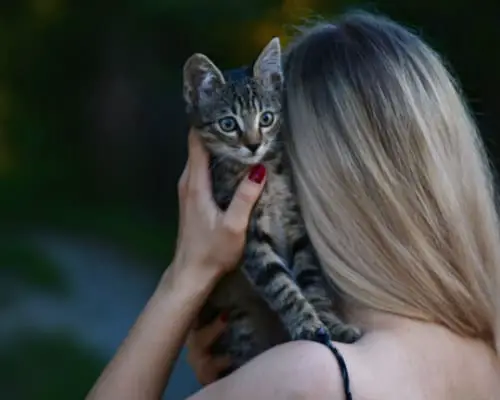 Kitten sitting on a woman's shoulder