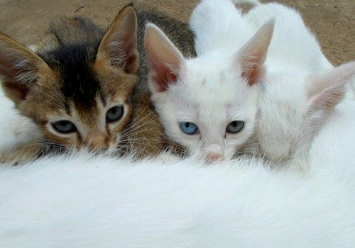 Kittens with their mother feeding