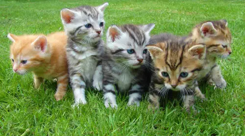What Is the World Record for Number of Kittens Born in a Single Litter of Domestic Cats?