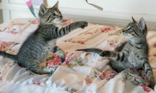 Roughhousing or Roughed Up: How to Tell If Cats Are Playing or Fighting?