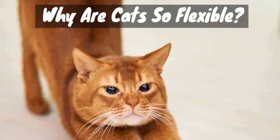 Secrets of Animal Acrobats: Why Are Cats So Flexible? | Cat Checkup
