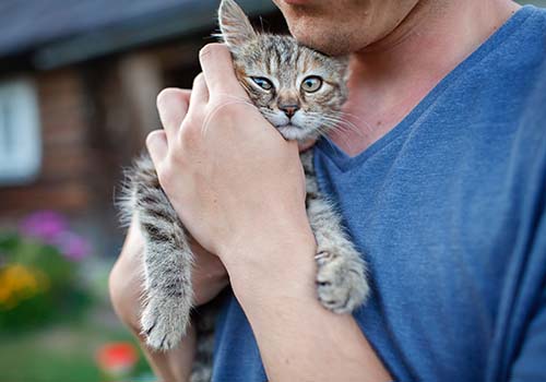 Lifting a cat