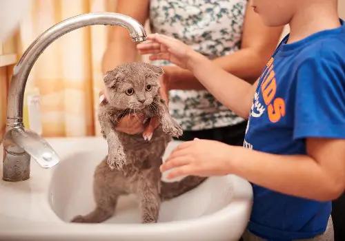 Little boy and cat in the shower