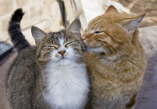 Love couple of cats