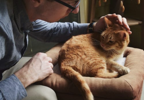 Man is grabbing cat's head