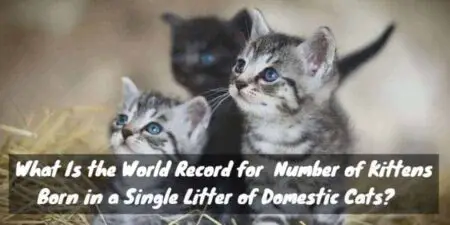 Believe It or Not? World Record for # of Kittens Born Is ...