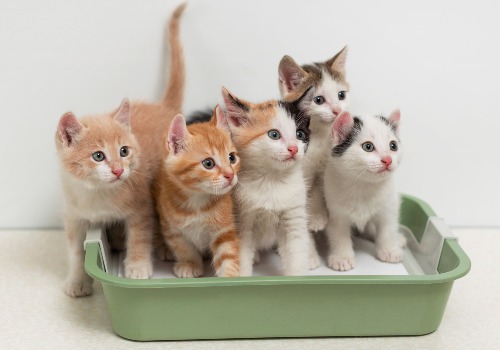 Multiple cats in a litter box