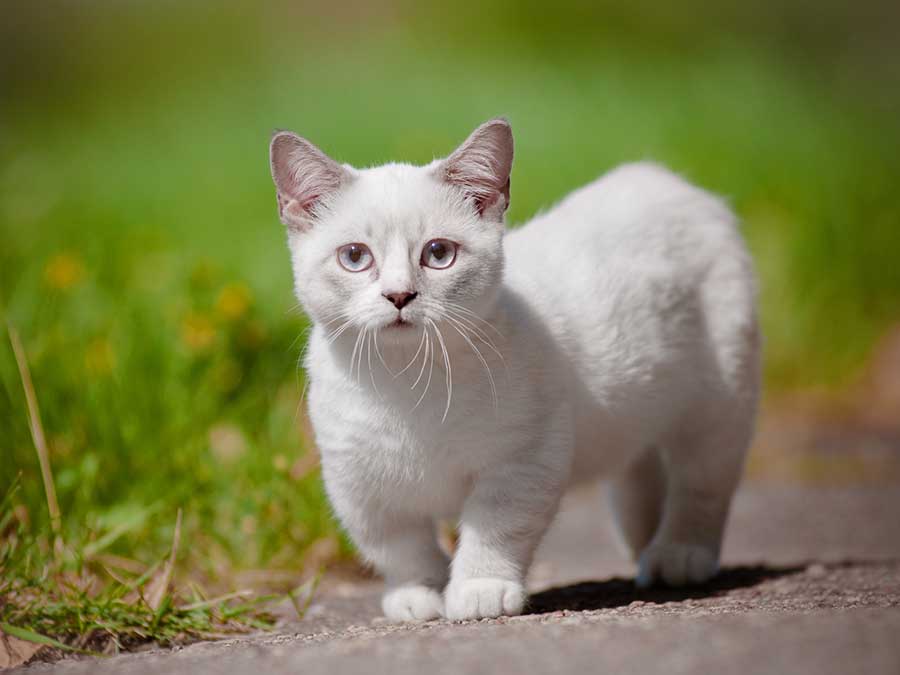 Munchkin cat