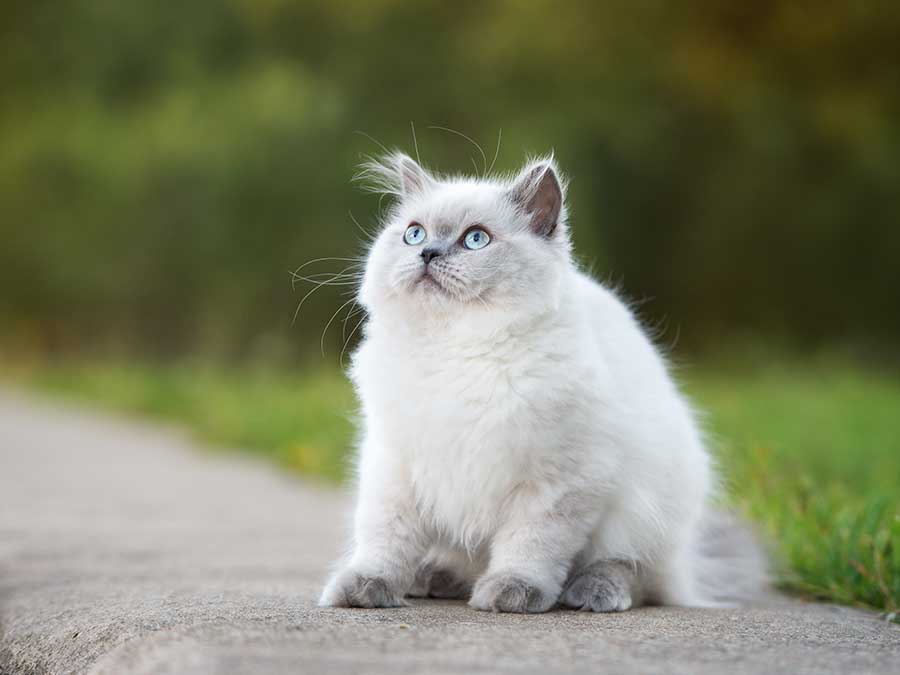 Napoleon cat