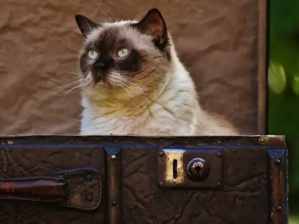 Old cat smugly sitting in a briefcase