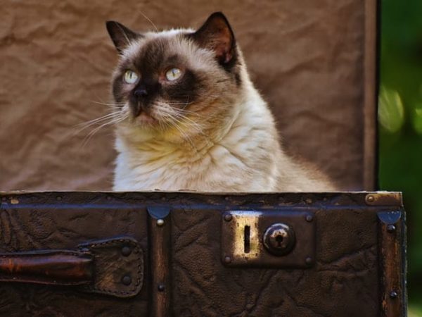 Old cat smugly sitting in a briefcase