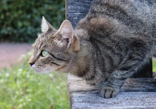 Old cat on a wooden rail