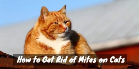 How to Get Rid of Mites on Cats (Microscopic Misery)