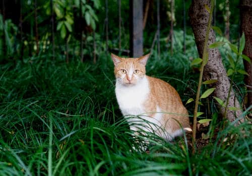 Orange cat on grass