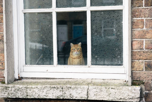 Orange cat on open window