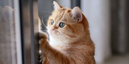 Orange tabby cat leaning on glass slide door