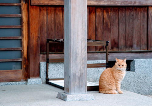 Orange tabby cat sitting on pavement