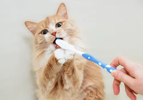 An owner brushing his cat’s teeth