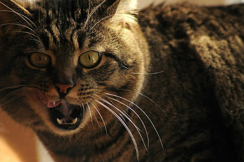 Periodontal Disease in Cats