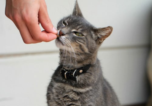 Person is feeding grey cat