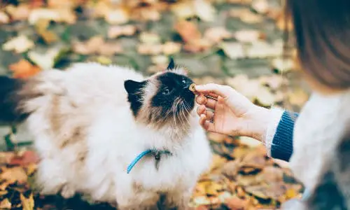 Person is feeding white and black cat
