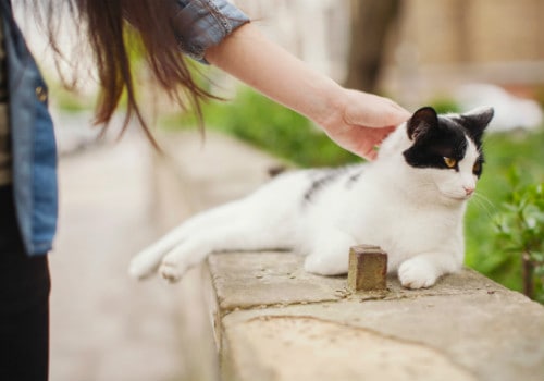 Petting a stray cat