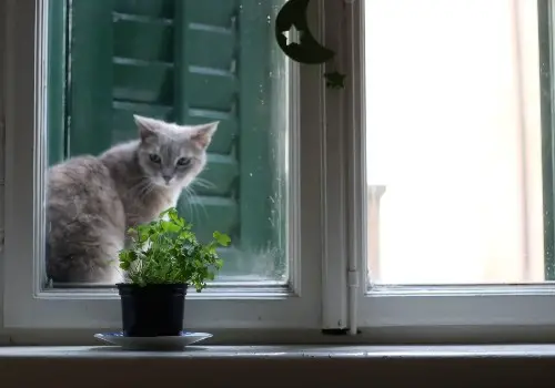 A plant placed out of the cat's reach