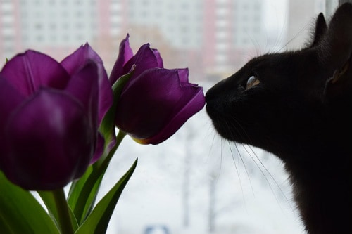 Plants could be toxic to cats