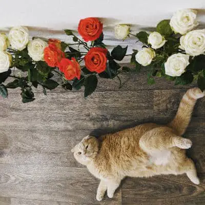 Red pregnant cat laying on a wooden floor near flowers