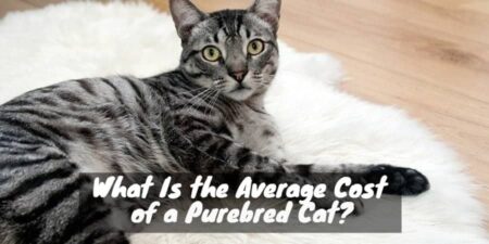 What Is the Cost of a Purebred Cat? (The Price of Purr-fection)
