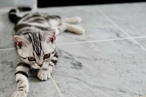 Purebred cat laying on a marble floor - he thinks he's royalty